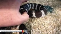 Incredible Video Shows Snake Swallowed Half Of Its Body