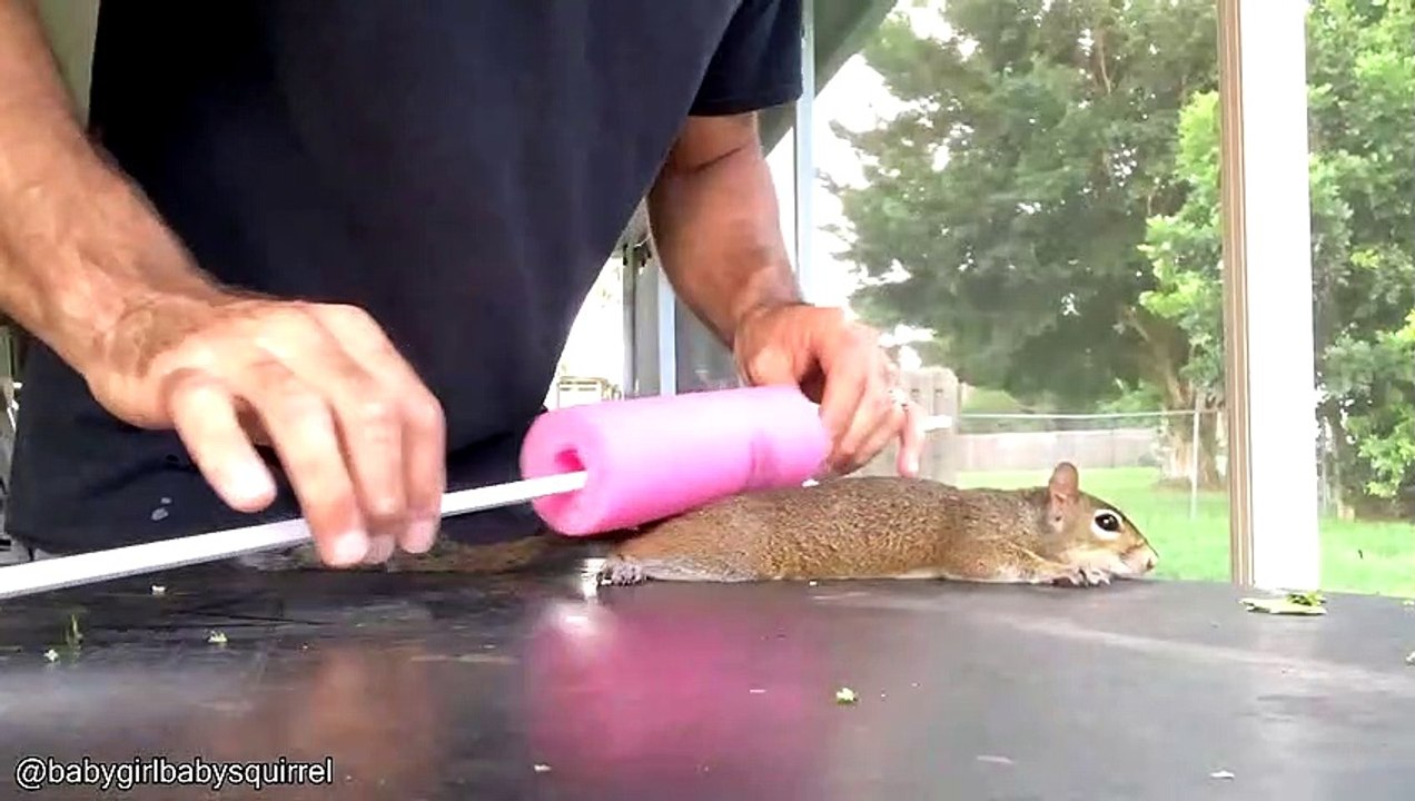 Making A Squirrel Pancake