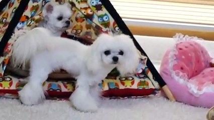 태종대출장안마 -후불1ØØ%ョØ7ØE7575E0054｛카톡USA16｝ 태종대전지역출장마사지 태종대오피걸 태종대출장안마 태종대출장마사지 태종대출장안마  태종대출장콜걸샵안마 태종대출장아로마⾭む㌡ 태종대출장샵