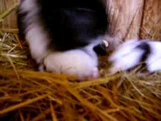 ginie cobaye avec ses bebes