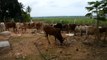 Türkiye Diyanet Vakfı'ndan Zanzibar'da kurban eti dağıtımı