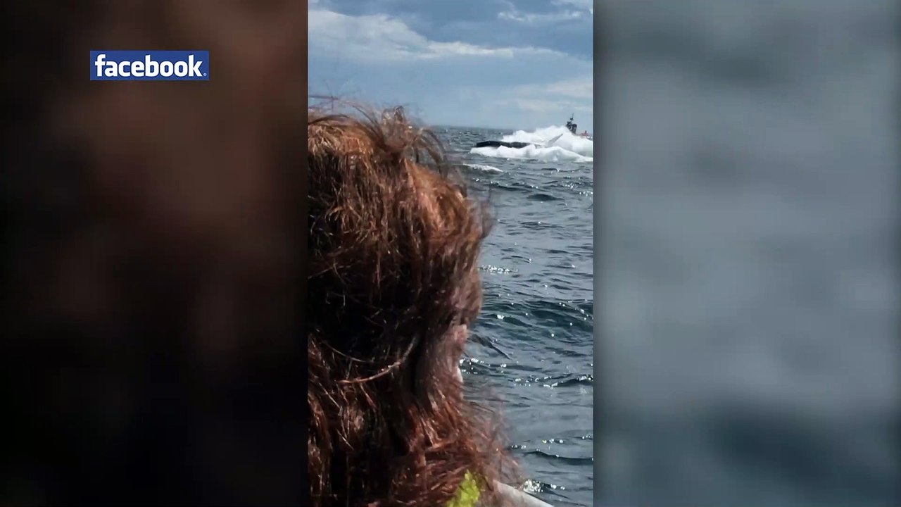 Les baleines à bosses se donnent en spectacle