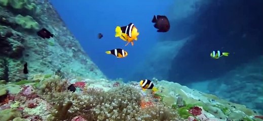 초콜릿셔츠룸 ↖김사랑Ø1Øn2393v1922 선릉 선릉역 잔디처럼돋아나는 직장인이되면