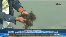 Tambak Rumput Laut Warga Tercemar Minyak Mentah Pertamina