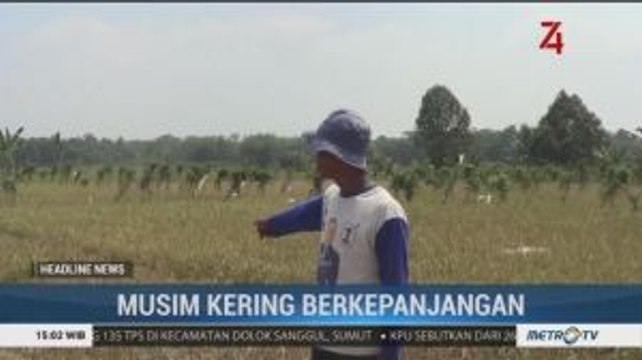 Musim Kemarau, 300 Hektare Sawah di Maros Gagal Panen