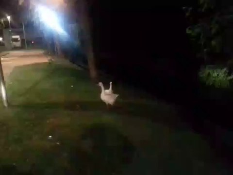 Gele Hesjes Nieuws 12 Augustus (Dutch spoken)