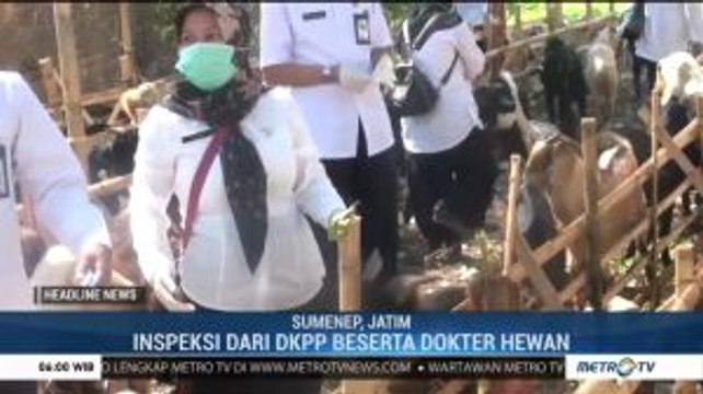 Jelang Idul Adha, Dokter Periksa Kelayakan Hewan Kurban di Sumenep