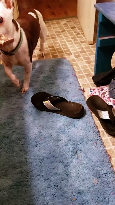 Blind pup got a treat