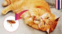 Digigit kutu kucing, remaja ini kena infeksi darah - TomoNews