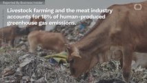 What Would Happen If All Americans Stopped Eating Meat?