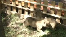 Los criadores salvan a dos cachorros de león recién nacidos en China