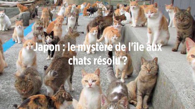 Japon : le mystère de l'île aux chats résolu ?