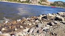 Boğazköy Barajı'nda kıyıya vuran ölü balıklar tedirgin etti