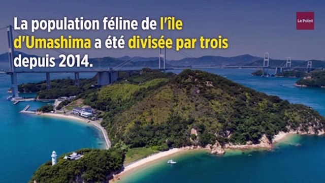 Japon : le mystère de l'île aux chats résolu ?