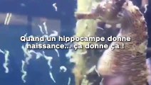 Quand un hippocampe donne naissance... ça donne ça !