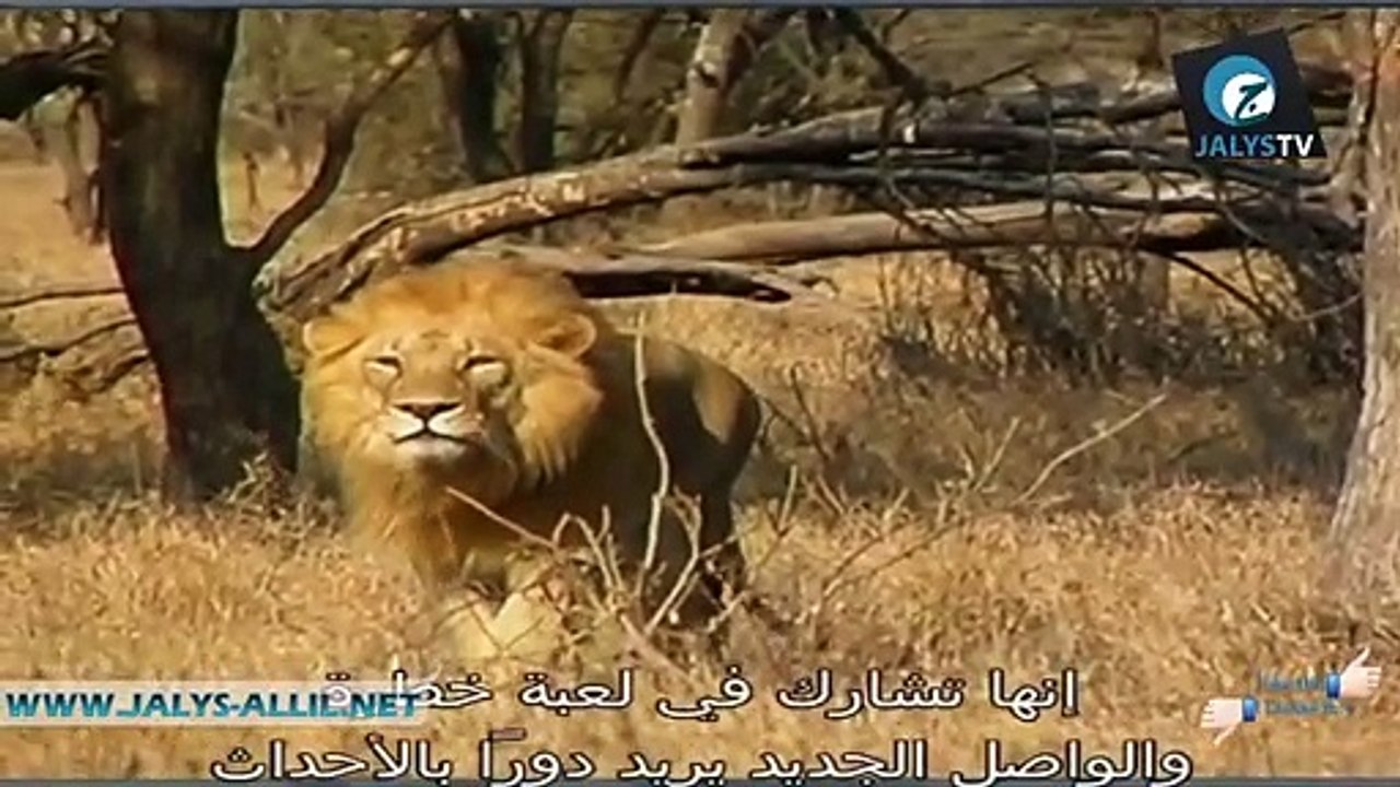 أسد يفترس فهداَ بشكل مرعب