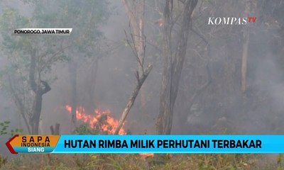 Download Video: Hutan Rimba Milik Perhutani di Ponorogo Terbakar