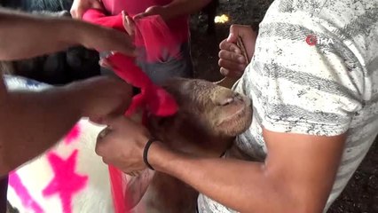 Nişanlıya süslü kurbanlık koç