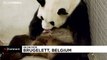 Naissance rarissime de jumeaux pandas géants dans un zoo belge