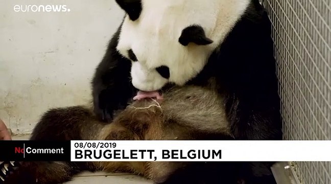 Naissance rarissime de jumeaux pandas géants dans un zoo belge