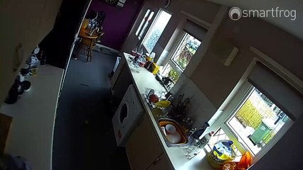 Ce chien tombe ridiculement d'une table !