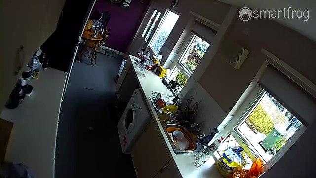 Ce chien tombe ridiculement d'une table !