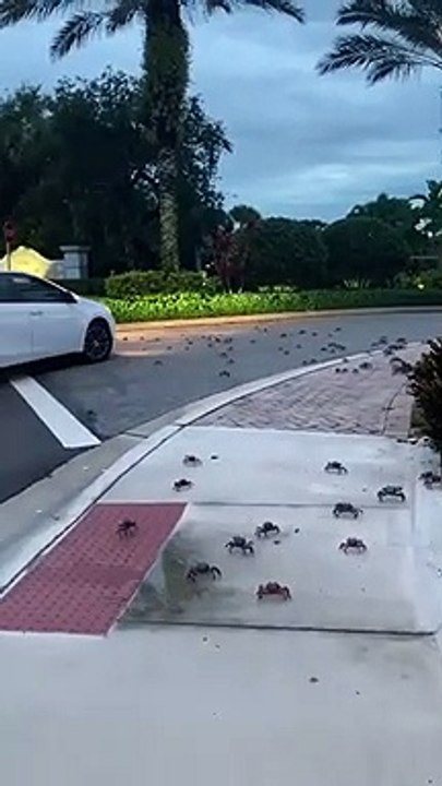 Des milliers de crabes envahissent la floride !