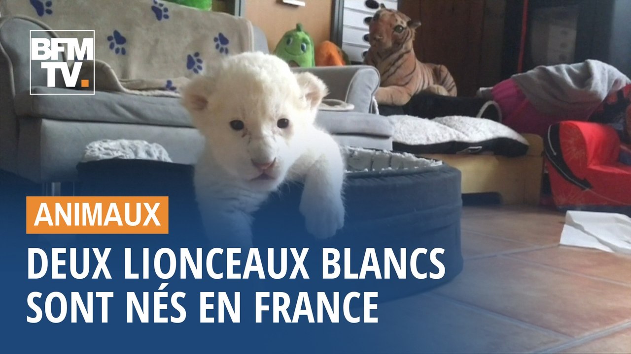 Ils s'appellent Nala et Simba, ces deux lionceaux blancs sont nés en Normandie
