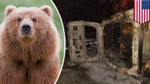 Beruang jatuh ke mobil polisi yang sebabkan kebakaran hutan - TomoNews
