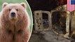Beruang jatuh ke mobil polisi yang sebabkan kebakaran hutan - TomoNews