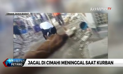 Jagal di Cimahi Meninggal Saat Kurban, Polisi Bantah Akibat Tendangan Sapi