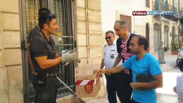 Andria: Polizia Locale e Vigili del Fuoco salvano falco in difficoltà grazie alla sinergia con i cittadini