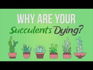 Why Are Your Succulents Dying?
