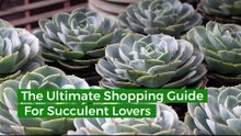 The Ultimate Shopping Guide for Succulent Lovers