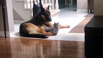 Cat Caught Cuddling with Dog