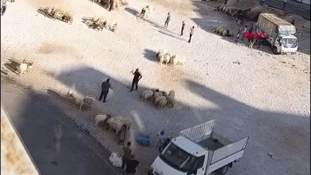 MARDİN SAHİBİNİN ELİNDEN KAÇAN BOĞA ORTALIĞI BİRBİRİNE KATTI