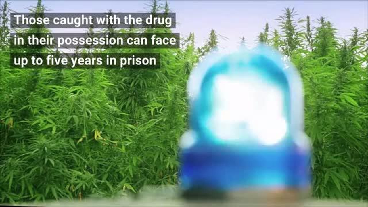 Legalisation of cannabis