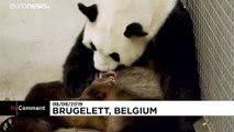 تولد پانداهای دوقلوی «پر سر و صدا» در بلژیک