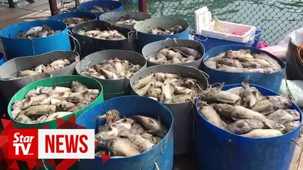 Fish breeders lose RM2mil after mass fish die-off
