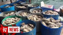 Fish breeders lose RM2mil after mass fish die-off