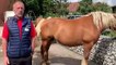 Joël Parent présente le concours d’élevage du cheval comtois à Pontarlier