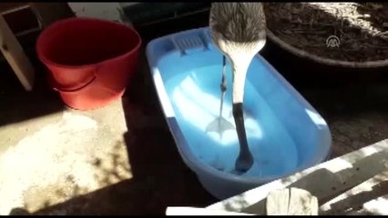 Bitkin düşen flamingo yavrusu korumaya alındı
