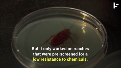 Humans Are Making Cockroaches Virtually Unkillable