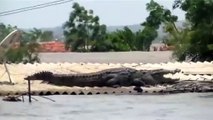 شاهد: تمساح يلجأ إلى سطح أحد البيوت في الهند بسبب الفيضانات القوية