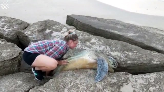 Huge Green Sea Turtle Trapped Between Rocks Rescued ( 720 X 1280 )