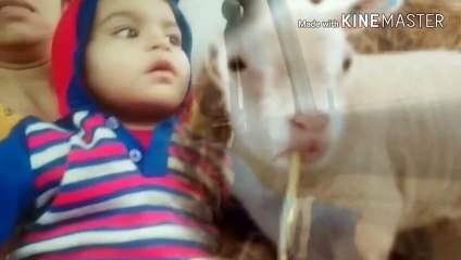 Mary had a Little Lamb now She doesn't...! EID Mubarak ! EID Mubarak Video for Kids !