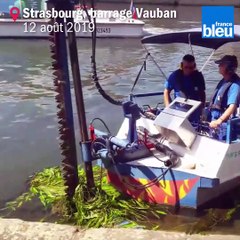 A Strasbourg, un bateau-tondeuse coupe les algues : démonstration de faucardage
