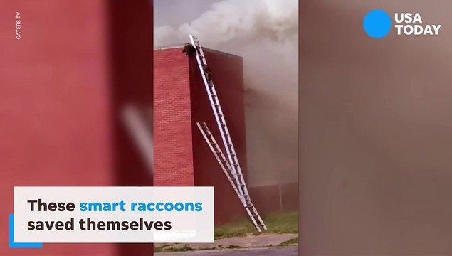 Des ratons laveurs sauvés d'un incendie