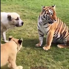 When DOGs Have Their Best Friend, It's Really 