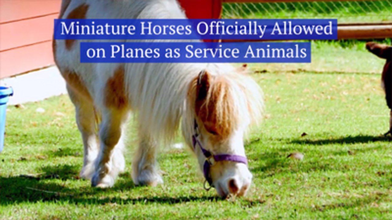 Take Your Pony On The Plane